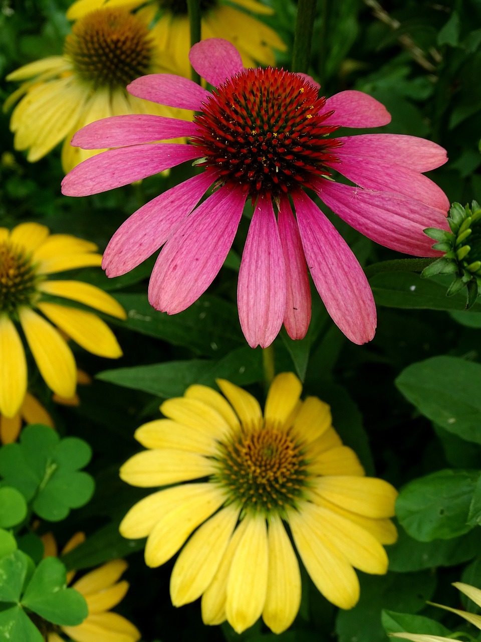 coneflower-2541605_1280