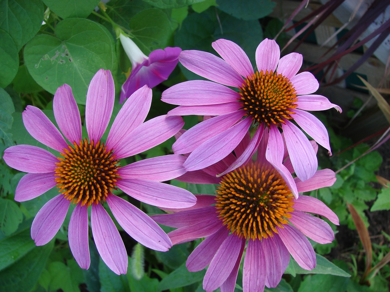 echinacea-557477_1280